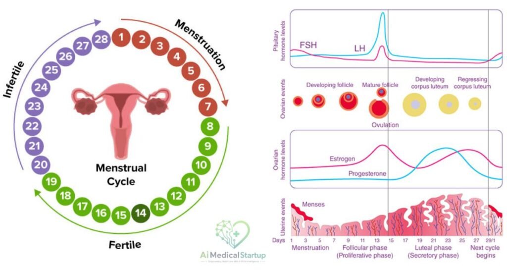 menstrual-cycle